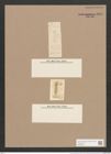 Rhoikoneis trigonocephala Cleve (de-Toni-Nr.: Genus 3, Species 855) Zeichnungen Sammlung Grunow Nr. 1685 (NHMW-BOT-W0368549)